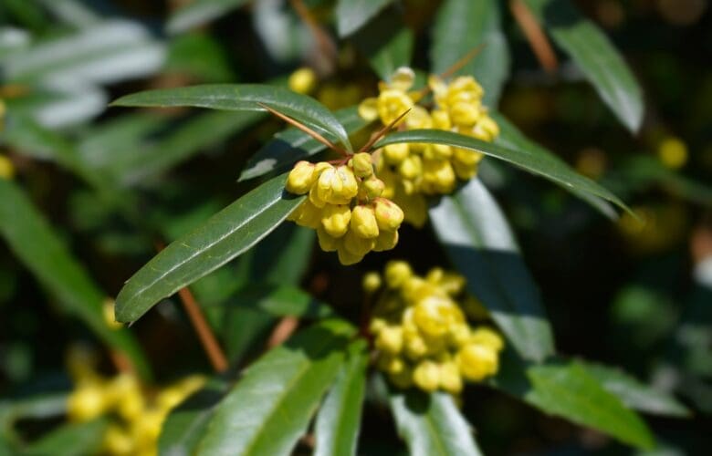 Chinese barberry berberine ozempic health benefits healing points acupuncture near me dr. michelle iona wellness center riverhead acupuncturist long island