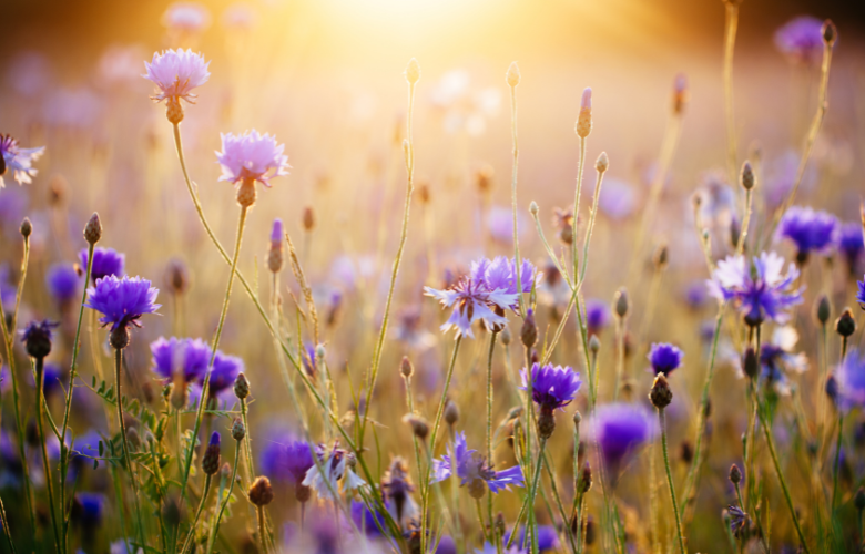 The Ultimate Guide to Summer in Chinese Medicine